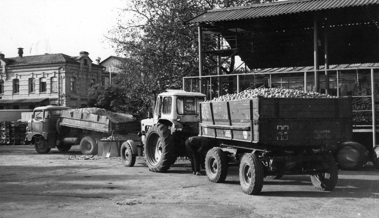 яблоки для соко-винного цуха